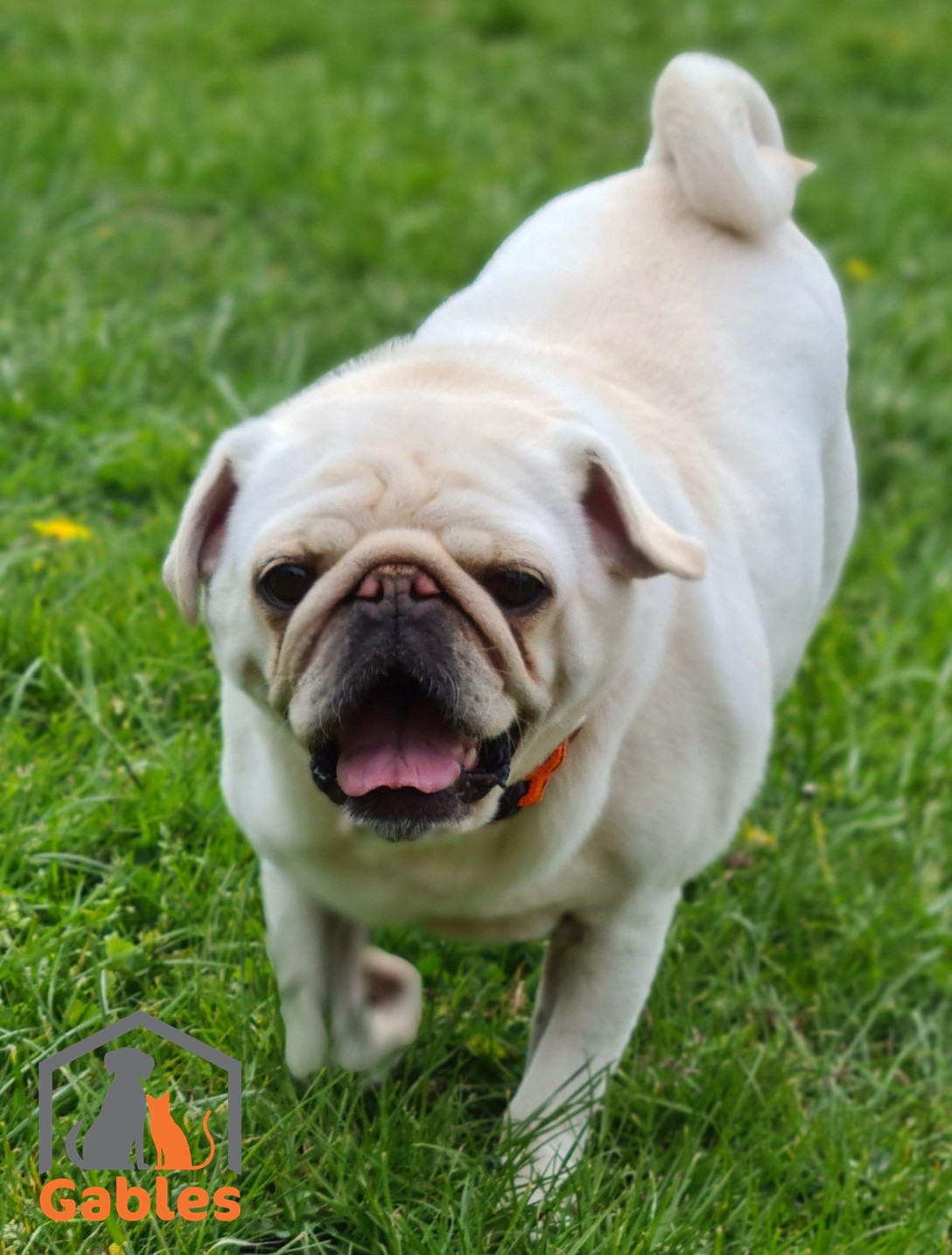 Can you help Pillsbury The Pudgy Pug with his health problems